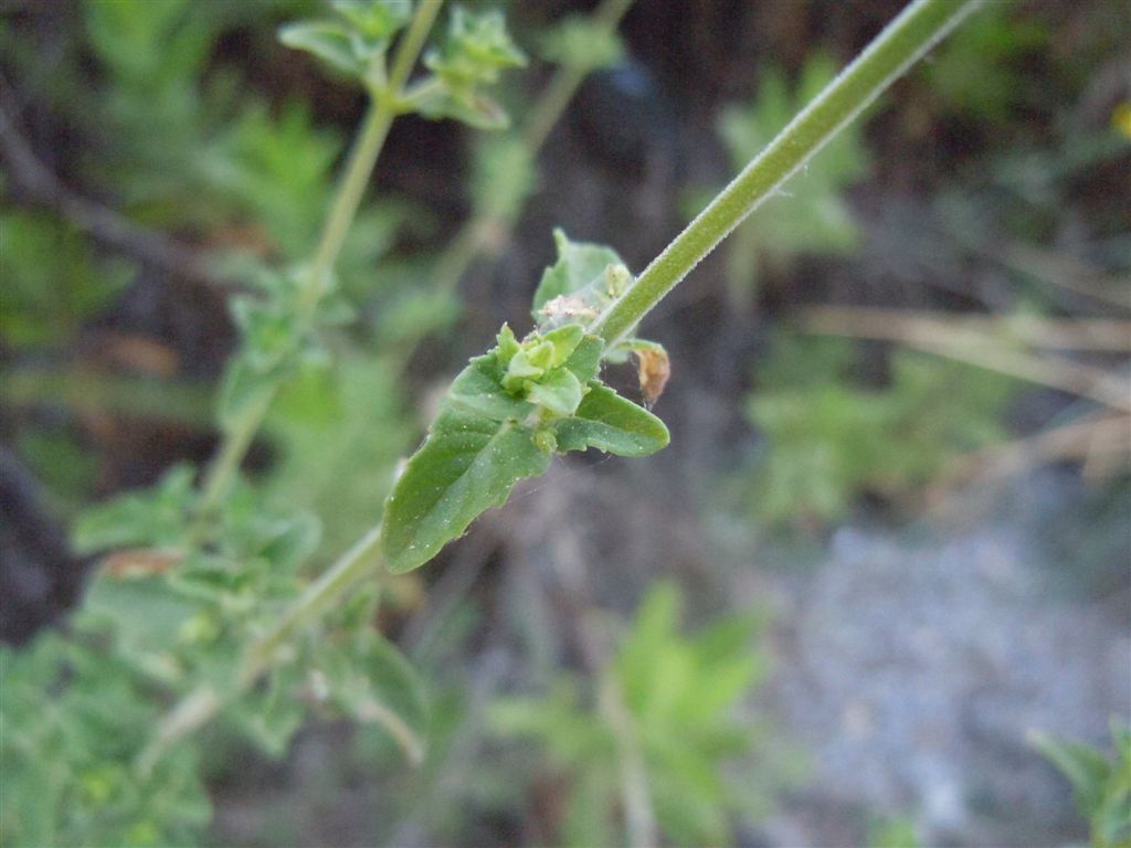 Calamintha nepeta